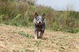 BOUVIER AUSTRALIEN 051